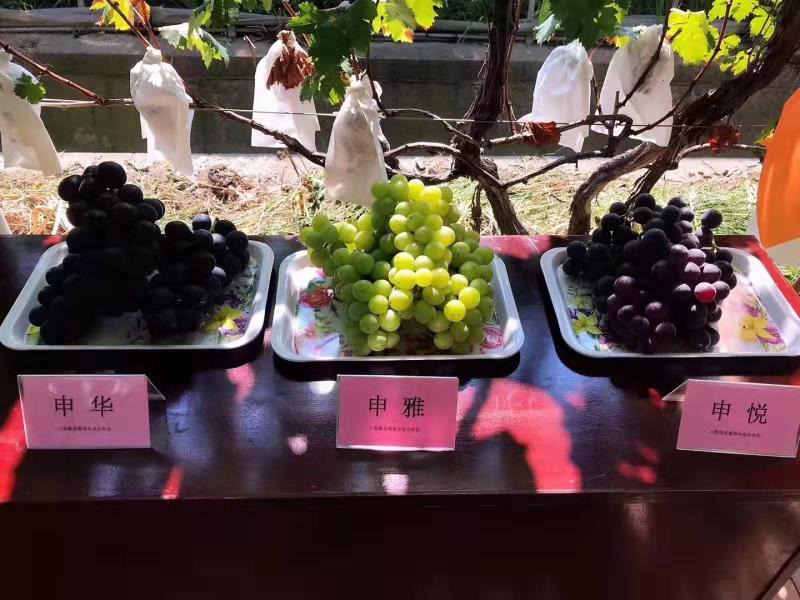 葡萄.jpg