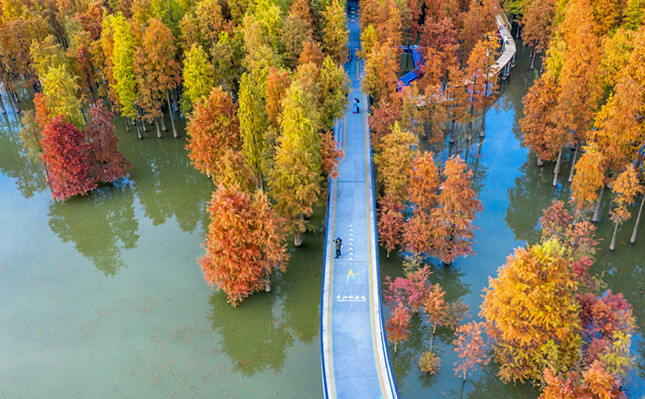 （金凯华摄-2021.12.21标记）青山湖水上森林 (2)_副本.jpg