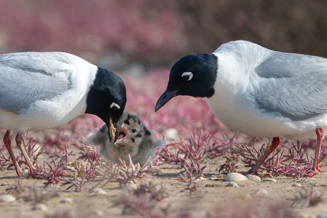 微信图片_20220402210322.jpg 微信图片_20220402210322.jpg