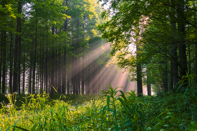 黄海森林5.png 黄海森林5.png