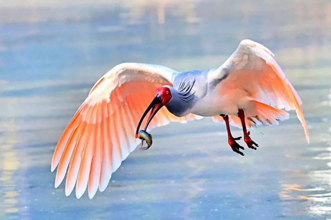 内 30c2649731bf0ae_副本.png 内 30c2649731bf0ae_副本.png